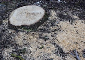Close-up of a tree stump surrounded by sawdust in a forest setting, indicating recent cutting.